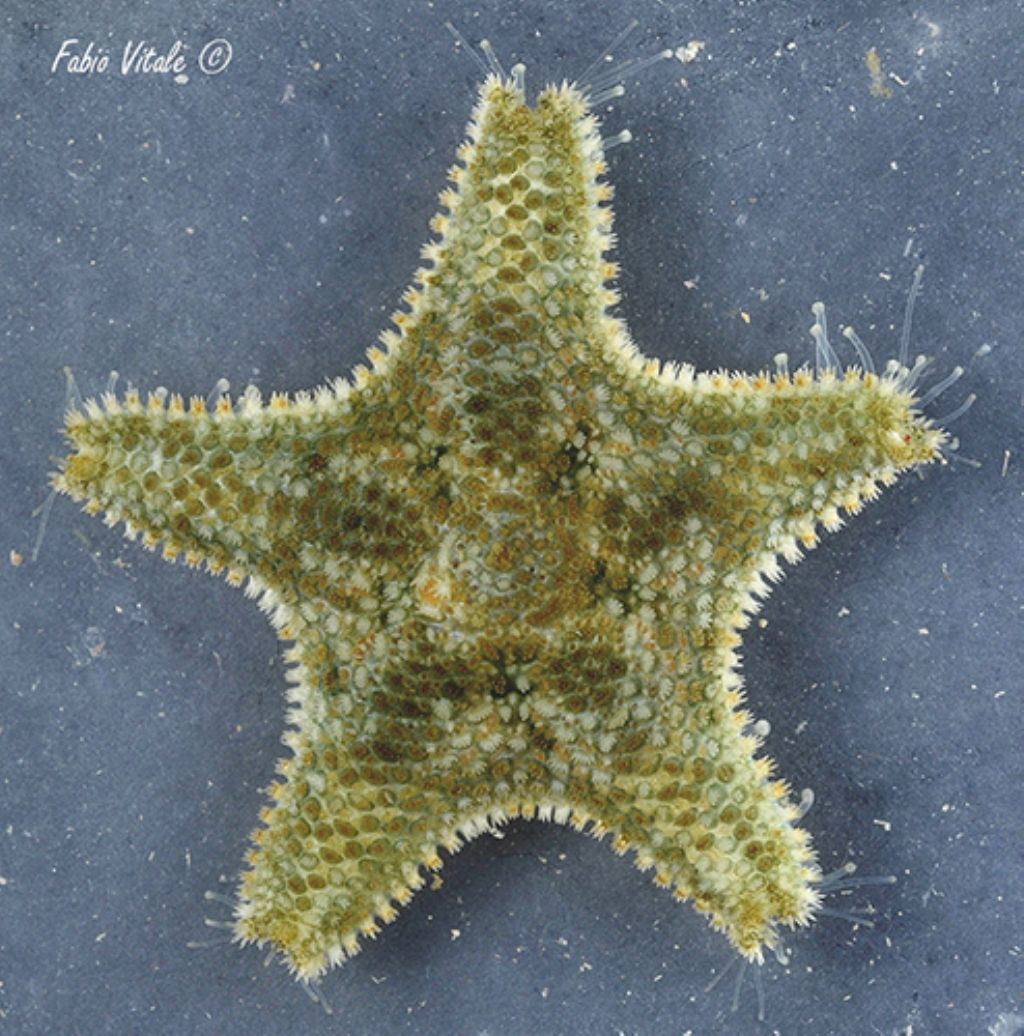 Asterina phylactica (dal versante ionico del Salento)